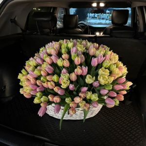 Огромная корзина тюльпанов 281 шт